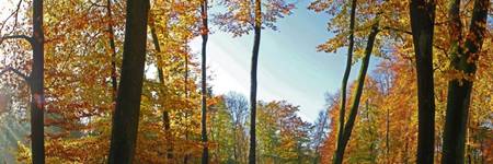 Bild von In den Wäldern der Veluwe