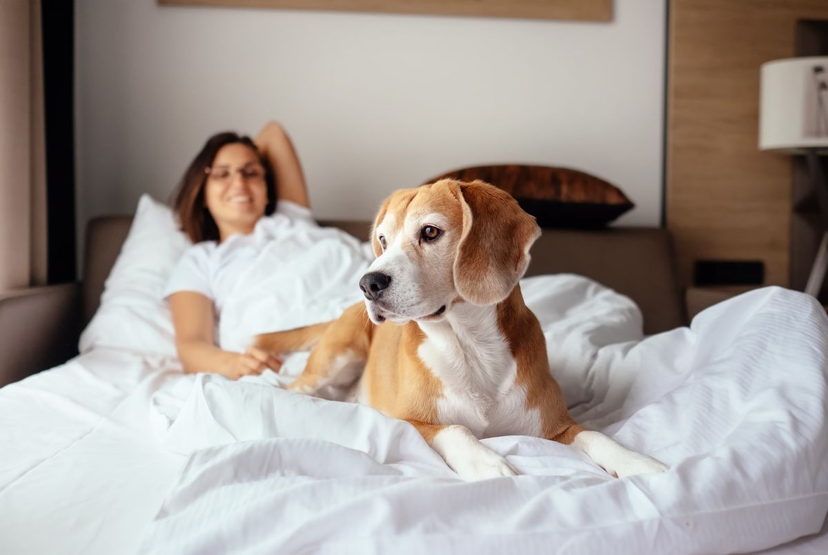 Hotels mit Hund in Bremen buchen