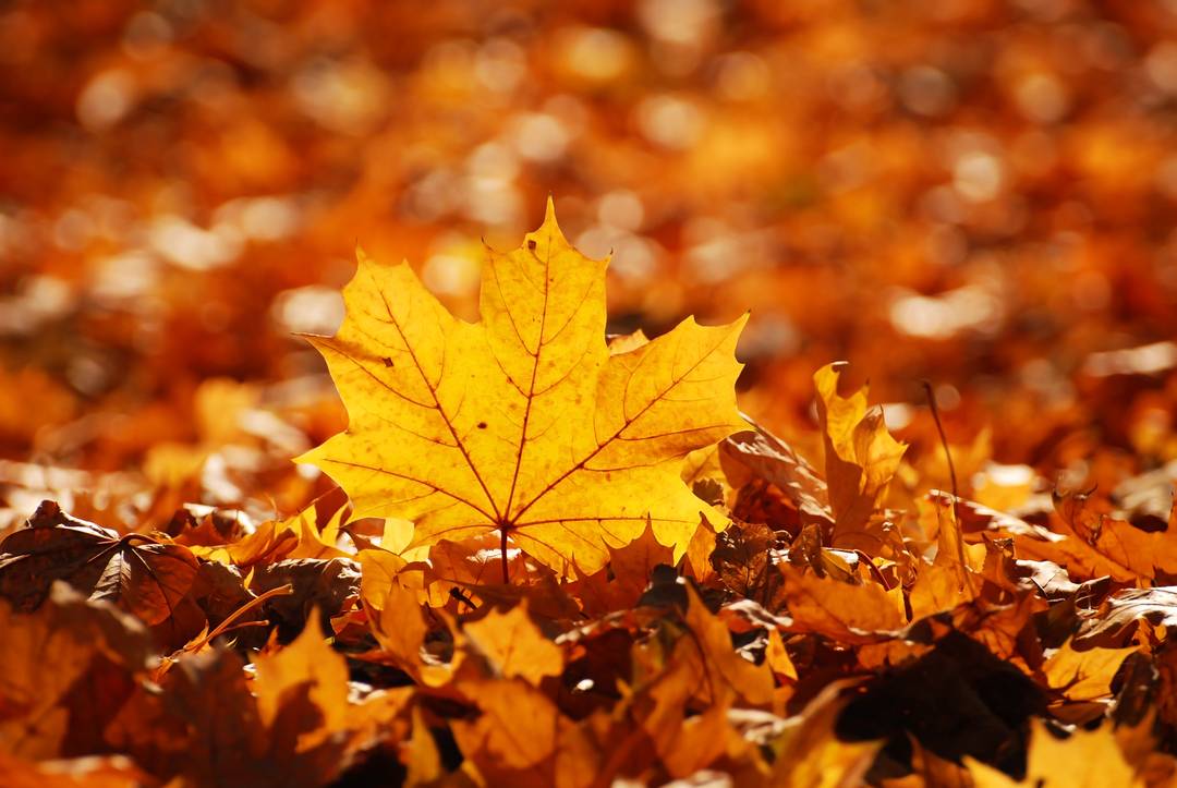 Herbst Sale