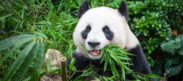 Hotels in der Nähe des Berliner Zoos